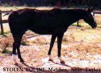 STOLEN EQUINE Matches, Near Taylors, SC, 29687